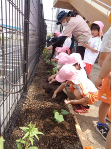 5歳児です。みんなでキュウリを育てようと園庭の端に畑を作って植えています。