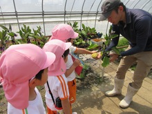 湖南農高の先生から野菜の苗を買っています。