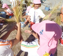 バケツで育てた稲が実りました。