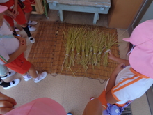 刈り取った稲を束にしました。