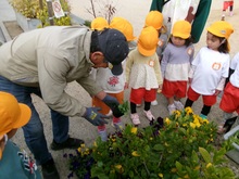 地域の方から花の苗をいただきました。