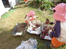 サツマイモの収穫です。大きさを考えて分けています。