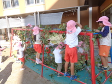 サツマイモのつるを雲梯にひっかけてジャングルを作っています。