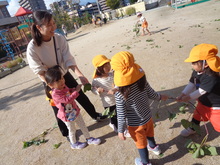 サツマイモのつるで綱引きをしています。