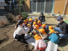 ジャガイモを植えています。