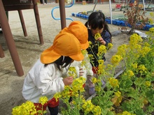 菜の花のにおいをかいでいます。