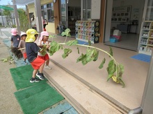 大きなヒマワリを友だちと運びます