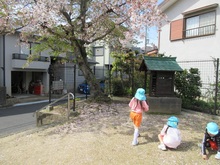 サクラの花びらを集めています