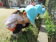 ダンゴムシを探しています