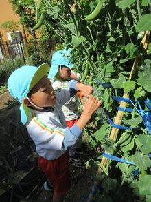 スナップエンドウのいいにおいがします