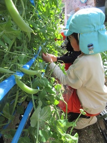 スナップエンドウがたくさんあります