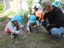 収穫したスナップエンドウの数をかぞえています