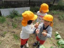 友だちと収穫したスナップエンドウを見せ合いっこしています