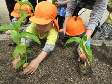 苗を植えるこどもたち