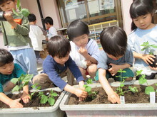 プランターに植えるようす
