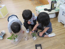 虫かごに入った草木についている幼虫を観察するこどもたち