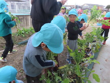 ねずみ大根を観察するこどもたち