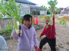 収穫した大根を持ち上げるこどもたち