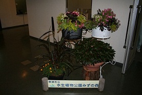 みずの森の寄せ植え