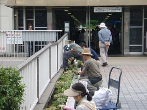 植え替え作業風景1