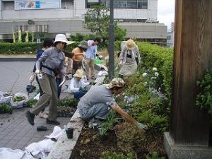 植え替え作業風景2