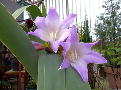 開花中のブルーアマリリスの写真2
