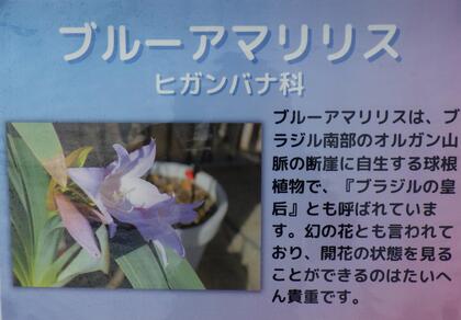 ブルーアマリリスの解説の写真。ヒガンバナ科、ブラジル南部のオルガン山脈の断崖に自生する球根植物であることのほか、このホームページの本文で述べられている内容が書かれています。