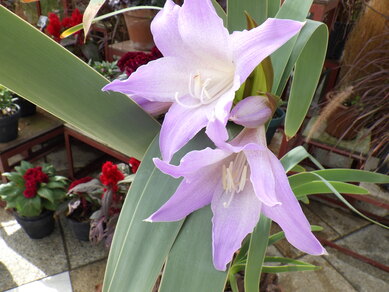 開花中のブルーアマリリスの写真1