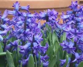 ヒヤシンスを大きく写した写真