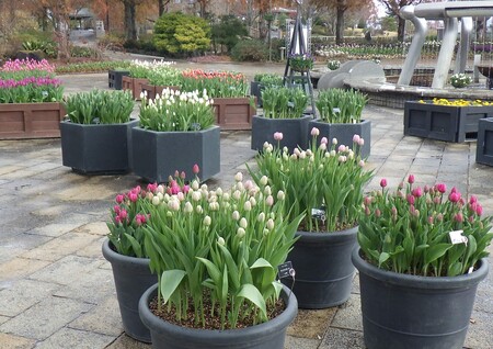 アイスチューリップ6