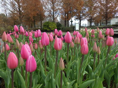 アイスチューリップ2