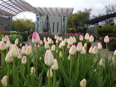 アイスチューリップ4