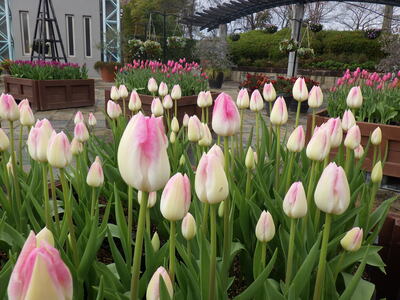 アイスチューリップ5