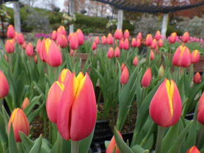 アイスチューリップ3