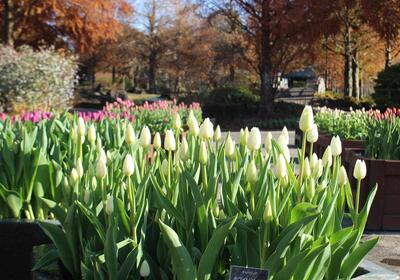 アイスチューリップ7