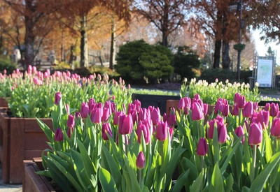 アイスチューリップ8