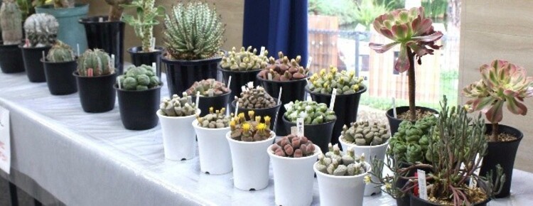 鉢植えが多数並んでいる写真