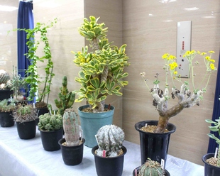 鉢植えが並んでいる様子