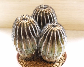 多肉植物の写真1