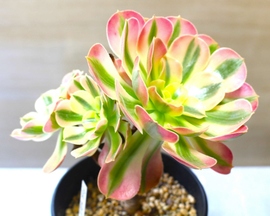 多肉植物の写真3