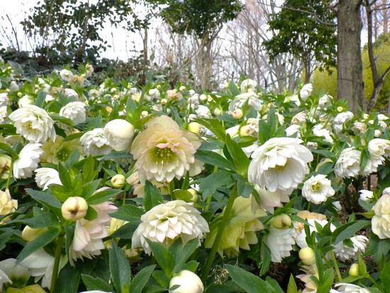 クリスマスローズが咲いている様子1