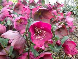 クリスマスローズ3