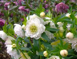 クリスマスローズ1