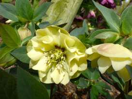 クリスマスローズ2