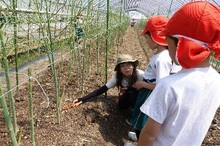 アスパラガスが育つ様子を観察する写真1
