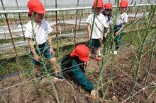 アスパラガスが育つ様子を観察する写真2