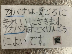 しおりの裏に書かれた文章「アオバナは、夏ごろにきれいにさきます。アオバナはすごくけんこうによいです。」と、くさつチャンネルへの2次元コードの画像