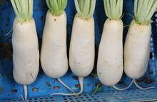 山田ねずみ大根写真