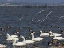 水鳥の楽園の写真