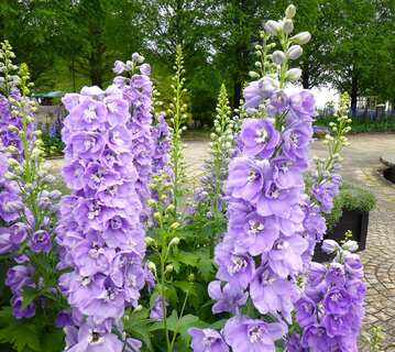 デルフィニウムが咲いている様子3